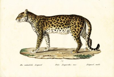 Leopard, 1824 von Karl Joseph Brodtmann